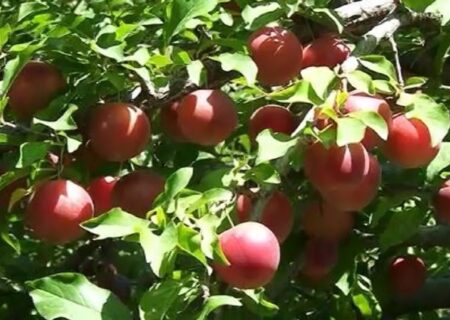 پیش بینی برداشت ۳ هزار تن آلوچه در مراغه