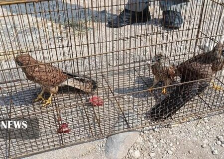 رهاسازی پنج بهله پرنده شکاری در مراغه