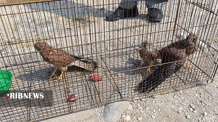 رهاسازی پنج بهله پرنده شکاری در مراغه