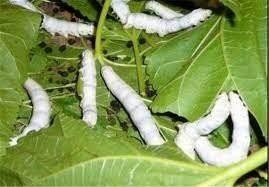 برداشت ۳۴۷۷ کیلوگرم پیله‌ تر در استان