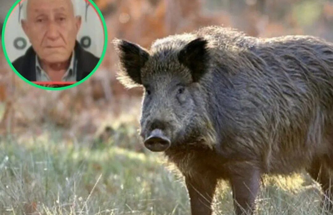 فوت مرد ارومیهای با حمله گرازهای وحشی