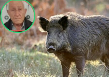 فوت مرد ارومیه‌ای با حمله گرازهای وحشی