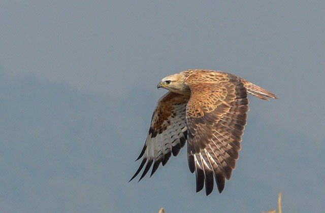 رهاسازی سارگپه در چارویماق