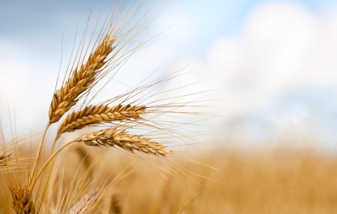 پرداخت ۲۷۰۰ میلیارد غرامت به کشاورزان استان