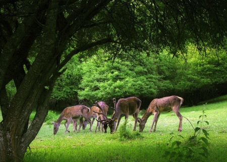 اجرای طرح ساماندهی مرکز گردشگری آینالو