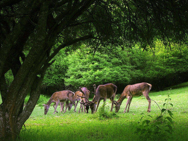 اجرای طرح ساماندهی مرکز گردشگری آینالو