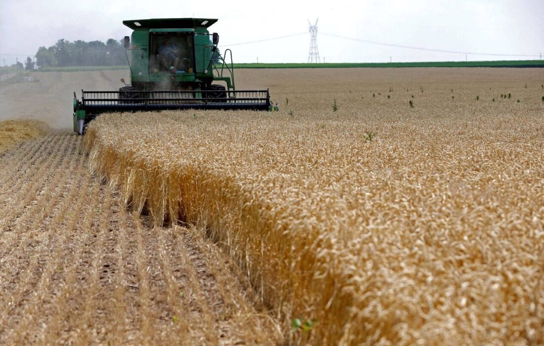 افزایش ۸۰ درصدی خرید تضمینی گندم در شهرستان هوراند