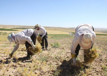 برداشت ۶ هزار تن نخود در هشترود