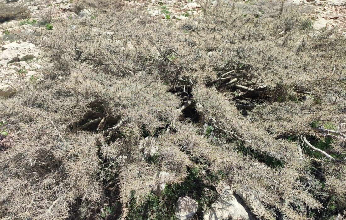 آتش‌زدن گَوَن‌ها، تهدیدی برای مراتع سهند