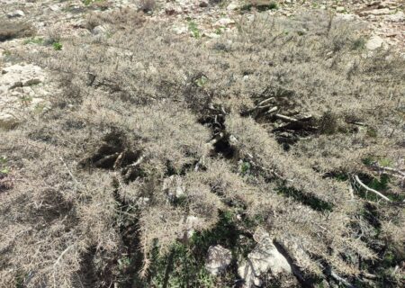 آتش‌زدن گَوَن‌ها، تهدیدی برای مراتع سهند