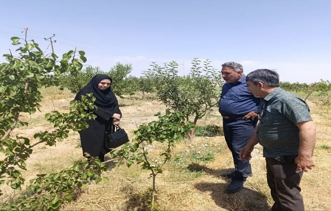 ضرورت احیای صنعت نوغانداری در اسکو