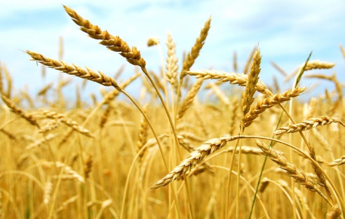 خرید بیش از ۳۷۰۰ تن گندم از کشاورزان هریس