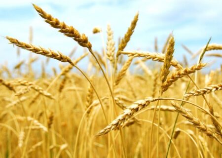 خرید بیش از ۳۷۰۰ تن گندم از کشاورزان هریس