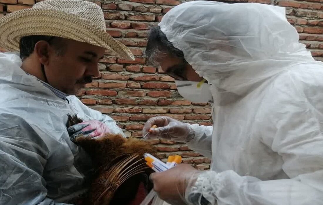 پایش بیماری‌های ویروسی طیور در اسکو