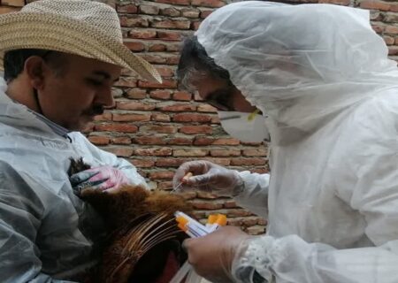 پایش بیماری‌های ویروسی طیور در اسکو