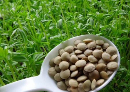 آذربایجان شرقی رتبه نخست تولید عدس کشور