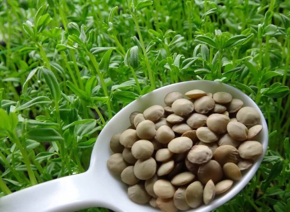 آذربایجان شرقی رتبه نخست تولید عدس کشور