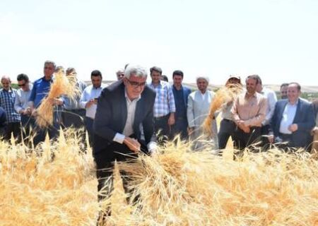 برداشت گندم در شهر خداجوی مراغه شکرگزاری شد