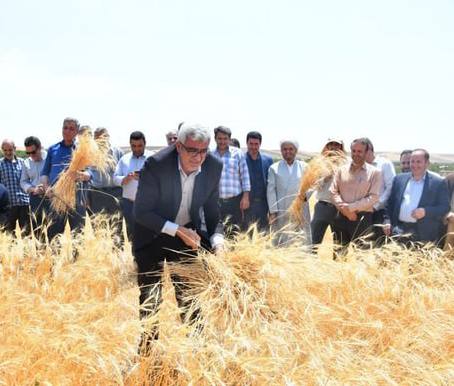 برداشت گندم در شهر خداجوی مراغه شکرگزاری شد