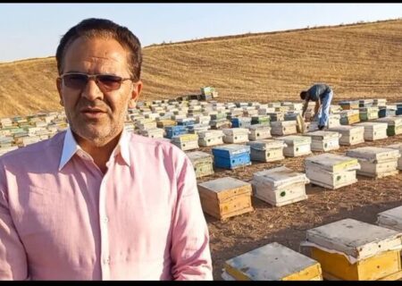 آغاز برداشت عسل از زنبورستان های هشترود