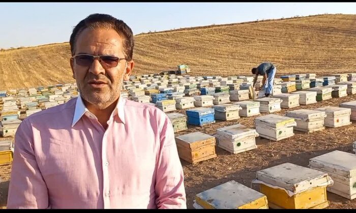 آغاز برداشت عسل از زنبورستان های هشترود