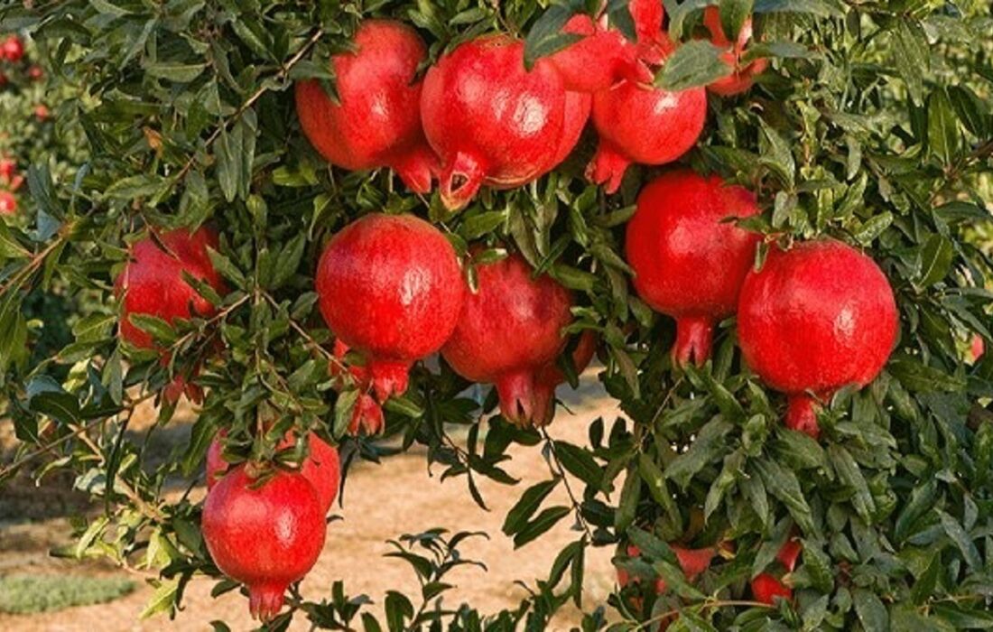 برداشت ۹ هزار تن انار از باغات آذربایجانشرقی