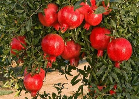 برداشت ۹ هزار تن انار از باغات آذربایجان‌شرقی