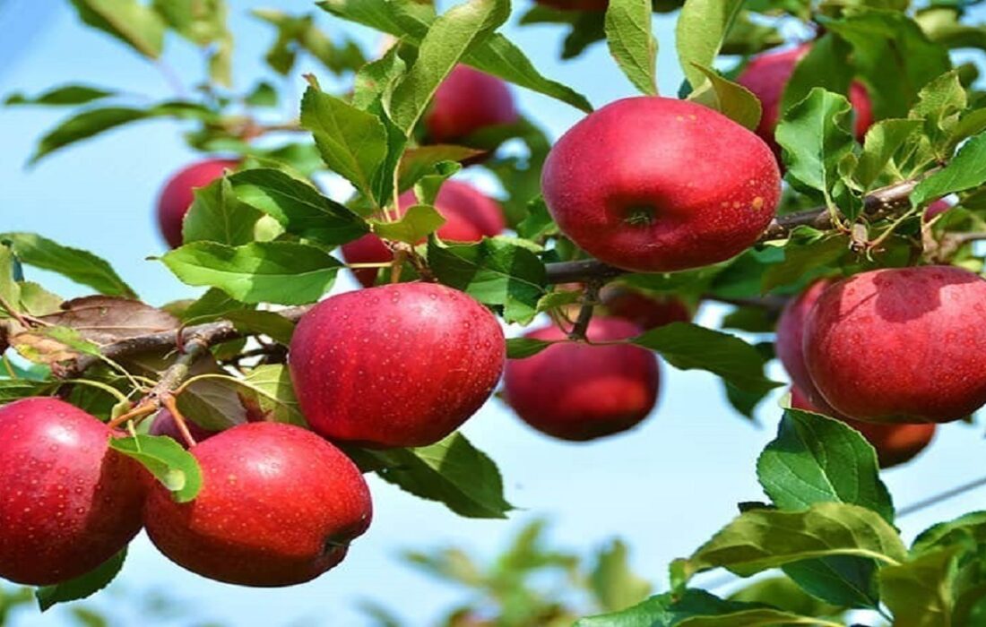 درآمدزایی ۱۰ هزار میلیارد تومانی سیب برای مراغه