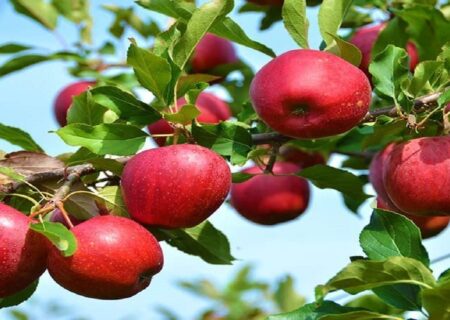 درآمدزایی ۱۰ هزار میلیارد تومانی سیب برای مراغه