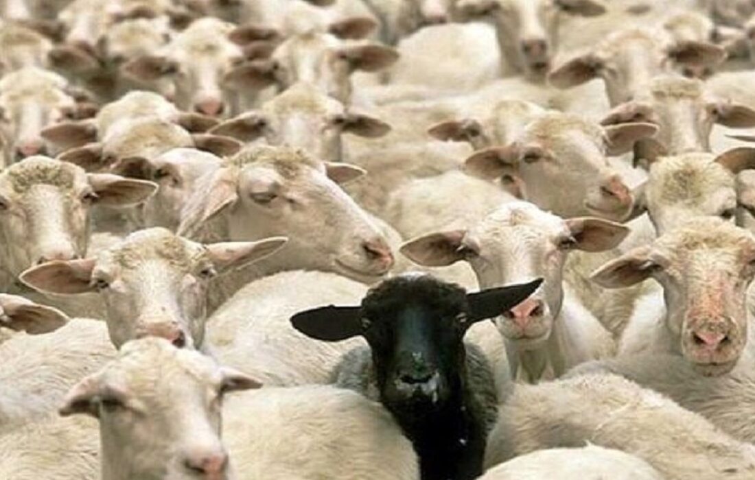 تعطیلی بازار‌های هفتگی دام در سراب