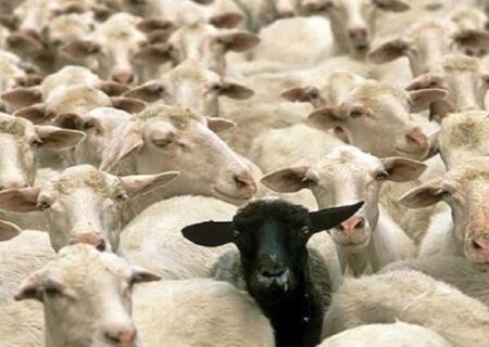 تعطیلی بازار‌های هفتگی دام در سراب