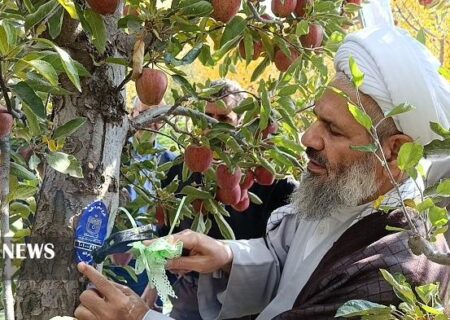 پلاک کوبی پنج هزار درخت برای زکات