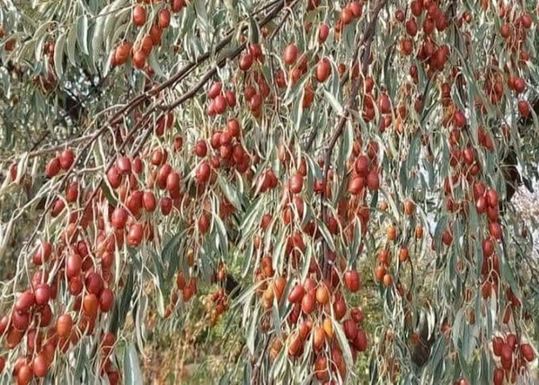 رشد ۳۳ درصدی سهم استان آذربایجان‌شرقی در تولید سنجد کشور