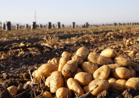 عجب‌شیر رتبه اول تولید گردو و سیب‌زمینی آذربایجان‌شرقی