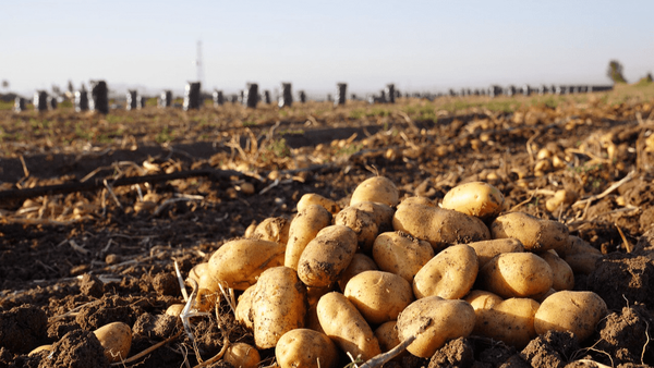 عجبشیر رتبه اول تولید گردو و سیبزمینی آذربایجانشرقی