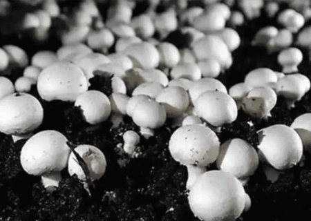 رشد تولید قارچ در آذربایجان‌شرقی