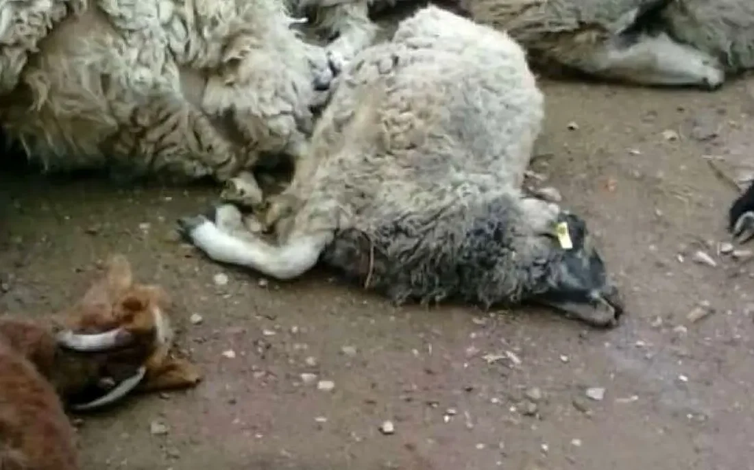 تلف شدن ۶۰ راس بُز بر اثر حمله گرگها در هوراند