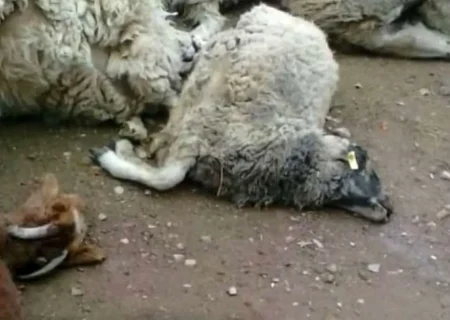 تلف شدن ۶۰ راس بُز بر اثر حمله گرگها در هوراند