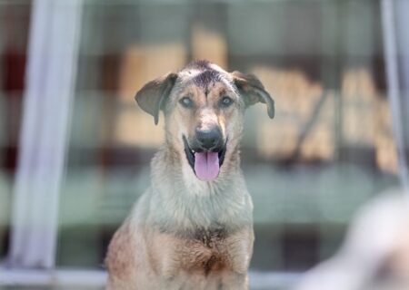 «سگ‌های بلاصاحب» متولی اصلی ندارد