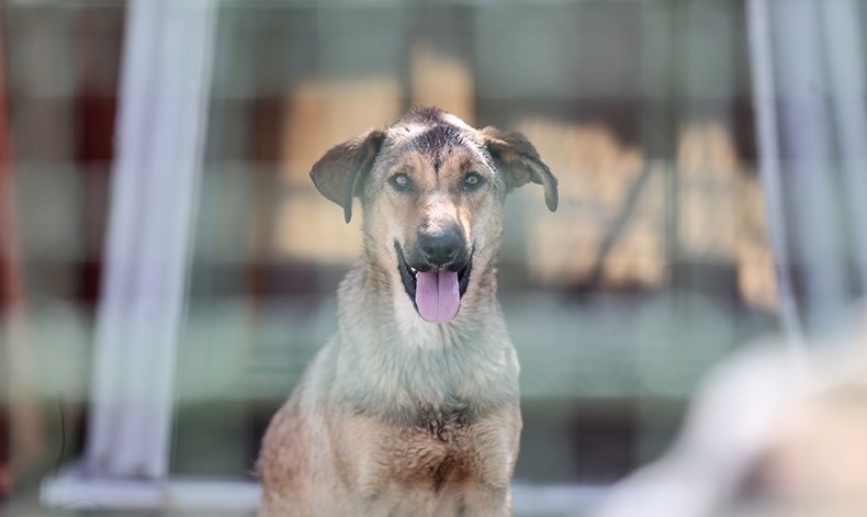 «سگ‌های بلاصاحب» متولی اصلی ندارد