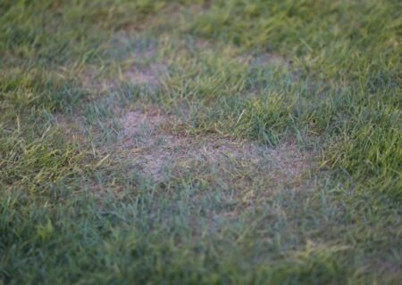 فیلم؛ ادعای جنجالی درباره چمن یادگار