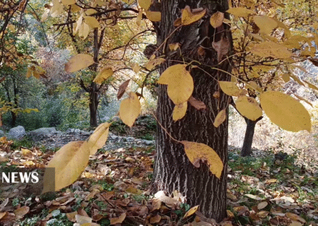 غوغای شگفت انگیز رنگ‌ها در دره اسپیران مراغه