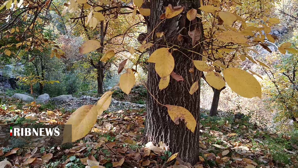 غوغای شگفت انگیز رنگ‌ها در دره اسپیران مراغه