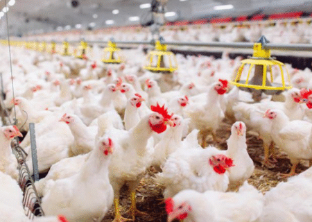 تولید مرغ در آذربایجان‌شرقی ۲۰ هزار تن افزایش می‌یابد