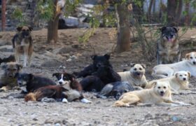 سگ‌های بلاصاحب میراث گسترش ناهماهنگ تبریز