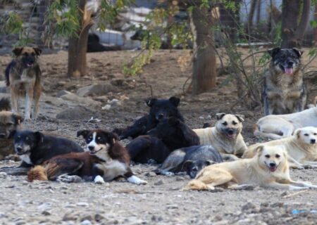 سگ‌های بلاصاحب میراث گسترش ناهماهنگ تبریز