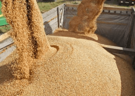 کشف انبار احتکار ۱۵۰۰ تن نهاده‌ دامی قاچاق در عجب‌شیر