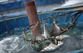 کارگاه آموزشی آبزی پروری برای دانش آموزان در مراغه