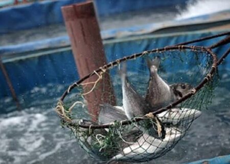 کارگاه آموزشی آبزی پروری برای دانش آموزان در مراغه