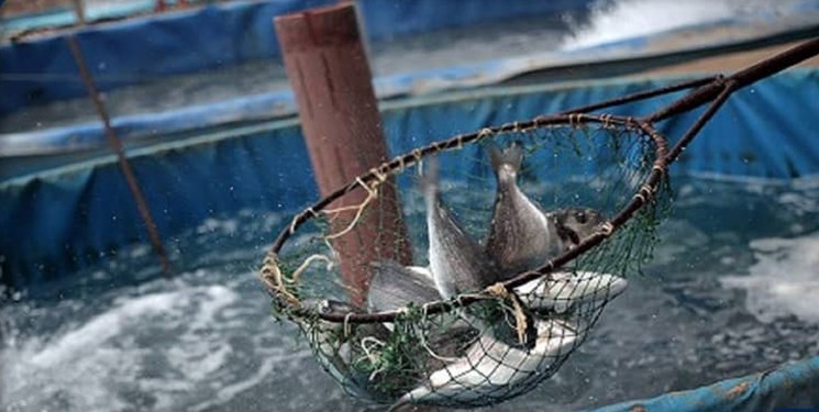 کارگاه آموزشی آبزی پروری برای دانش آموزان در مراغه